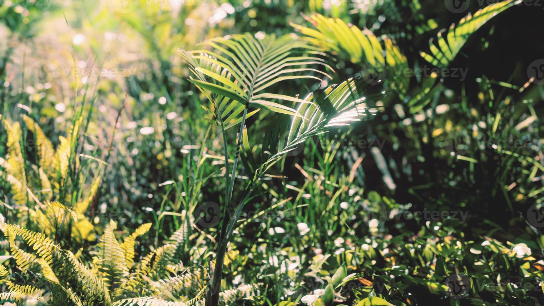 8k close up tropical nature green leafs and grass photo