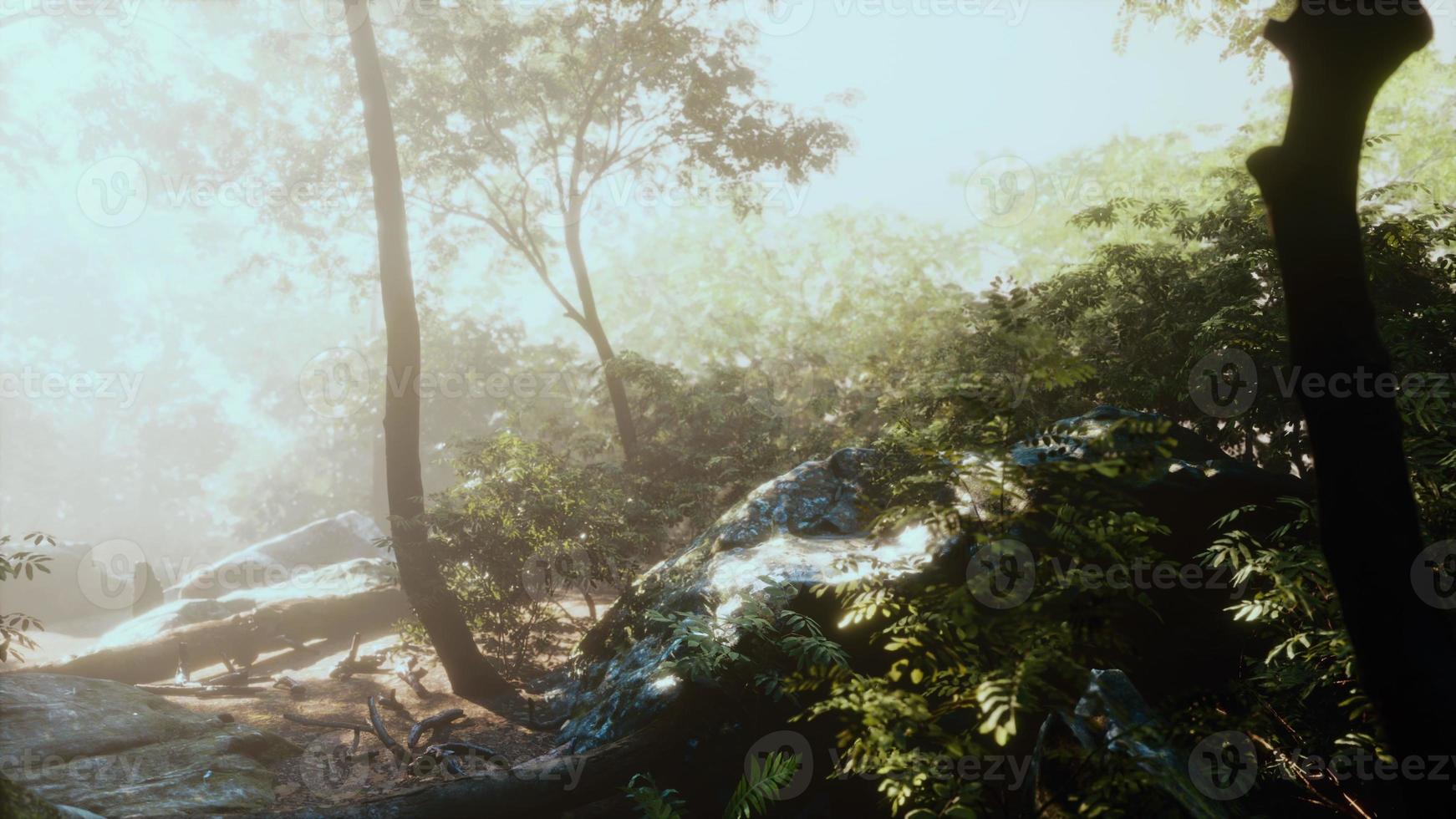 hyperlapse of tropic rainforest jungle with fog and sun rays photo