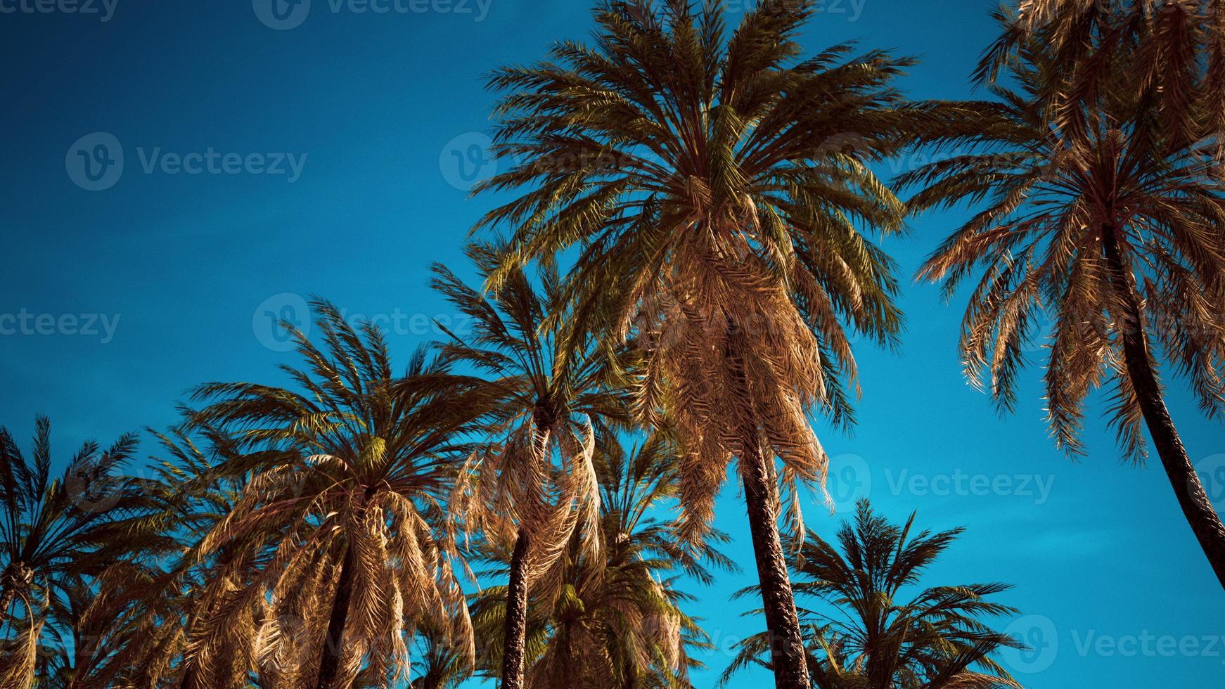 coconut palm trees on blue sky photo