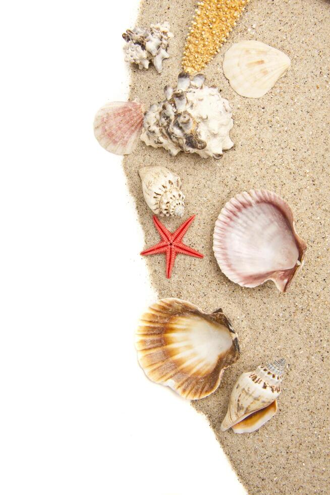 Seashell Border Stock Photos, Images and Backgrounds for Free Download