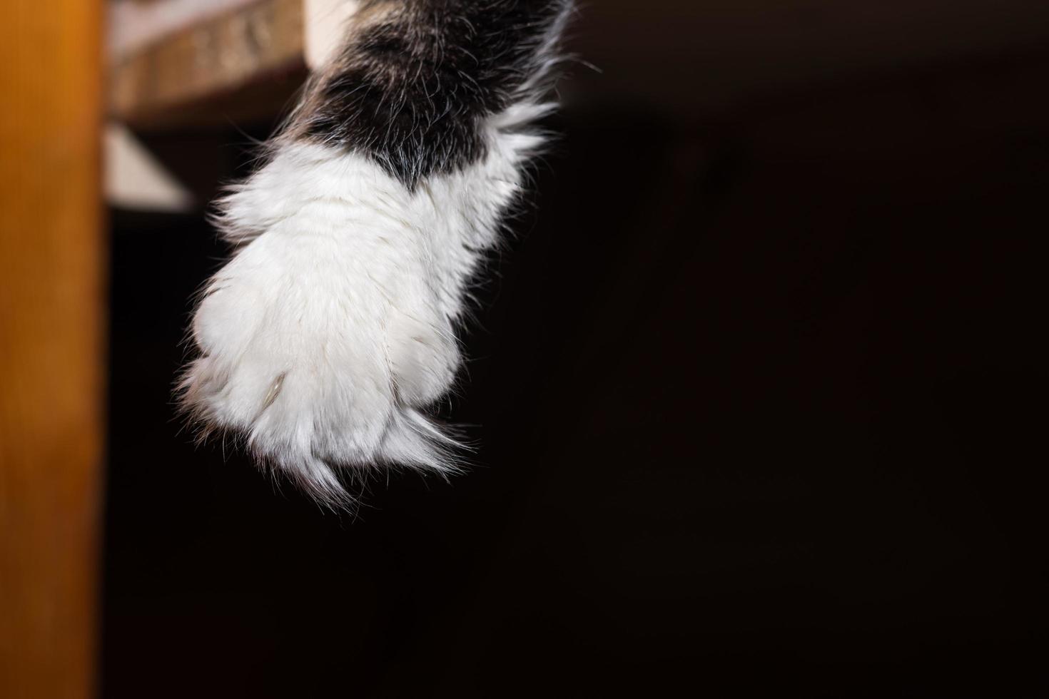 pata blanca suave de un gato maine coon con oscuro foto