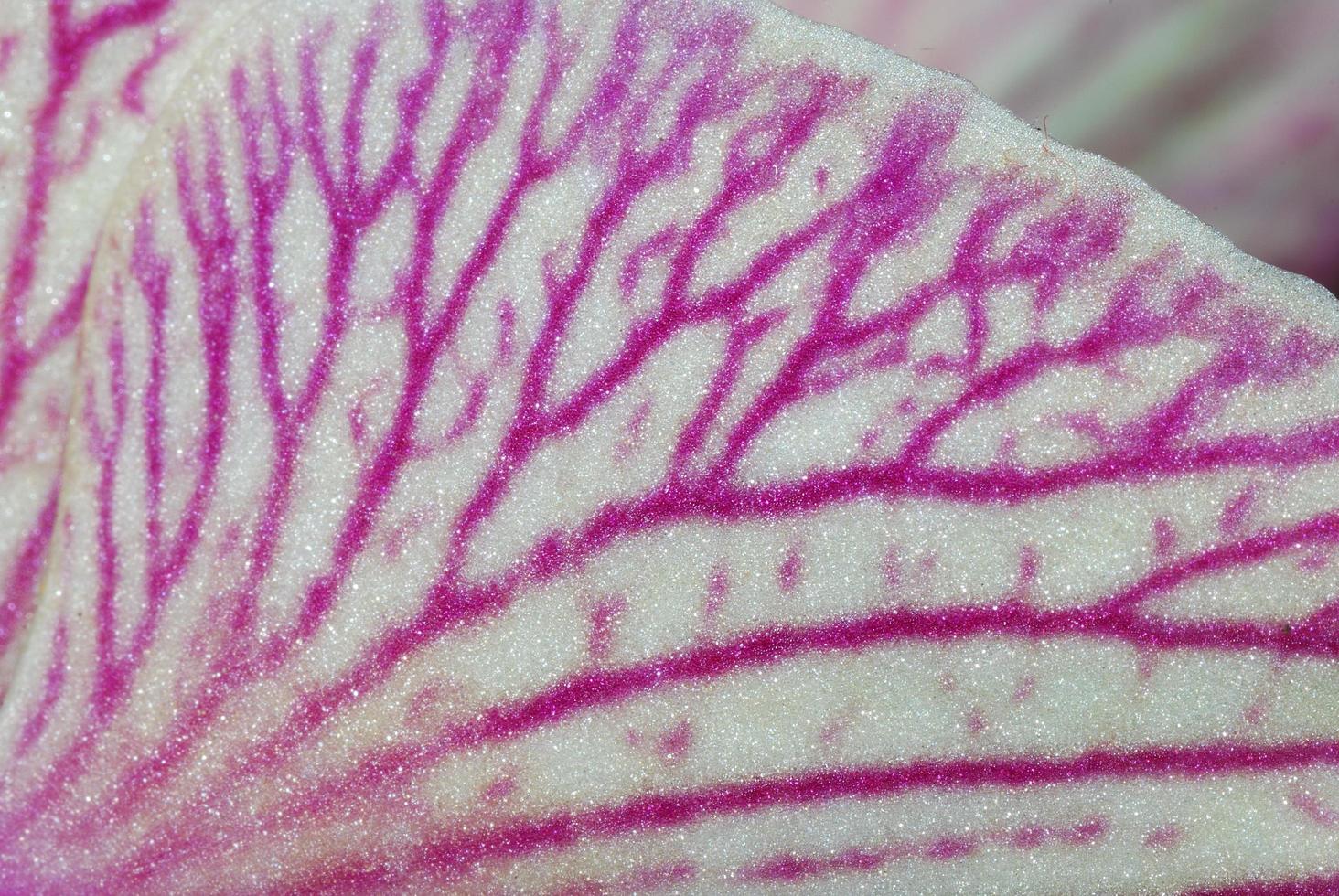 orchid bloom detail macro view photo