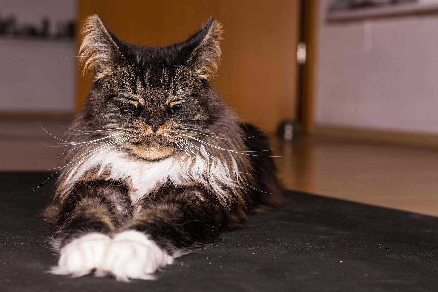 maine coon cat lies on the ground like the sphinx and looks ahead with close eyes photo