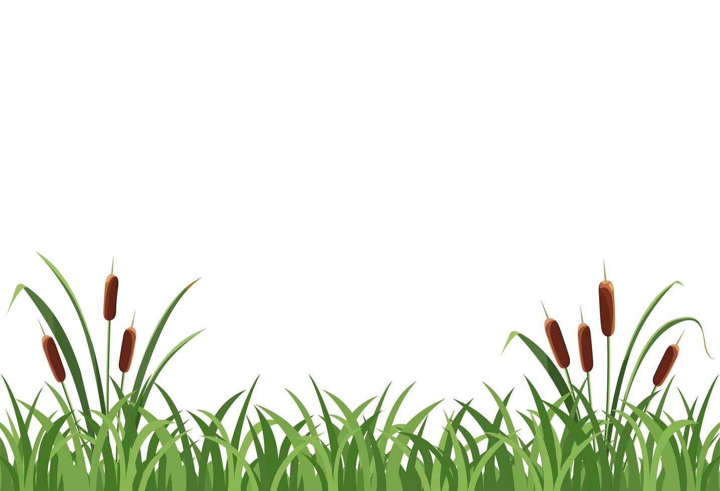 Reed mace, reed in the grass on a white background. vector