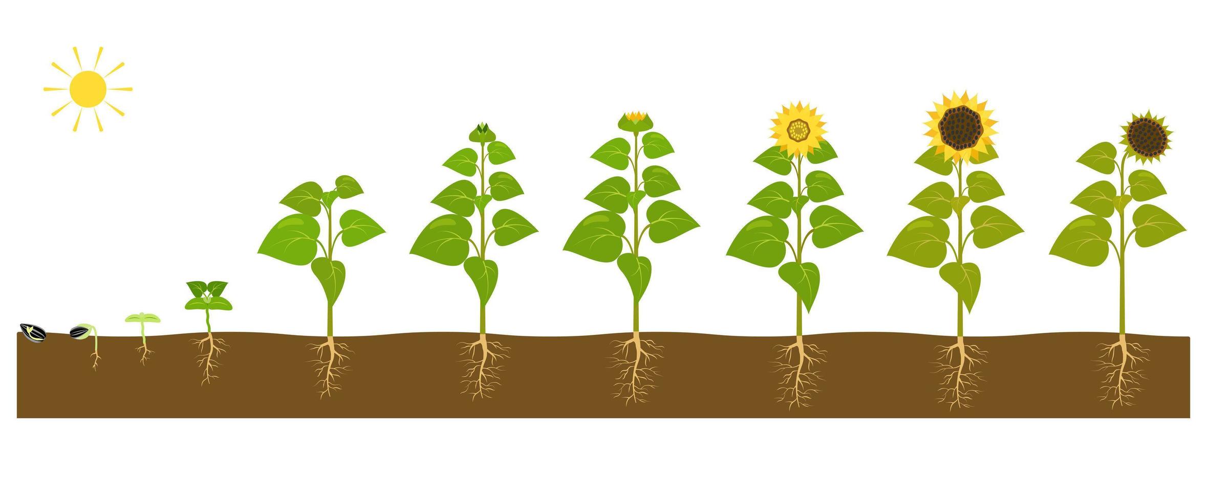 el proceso de cultivo de un girasol desde la semilla hasta la planta madura. vector