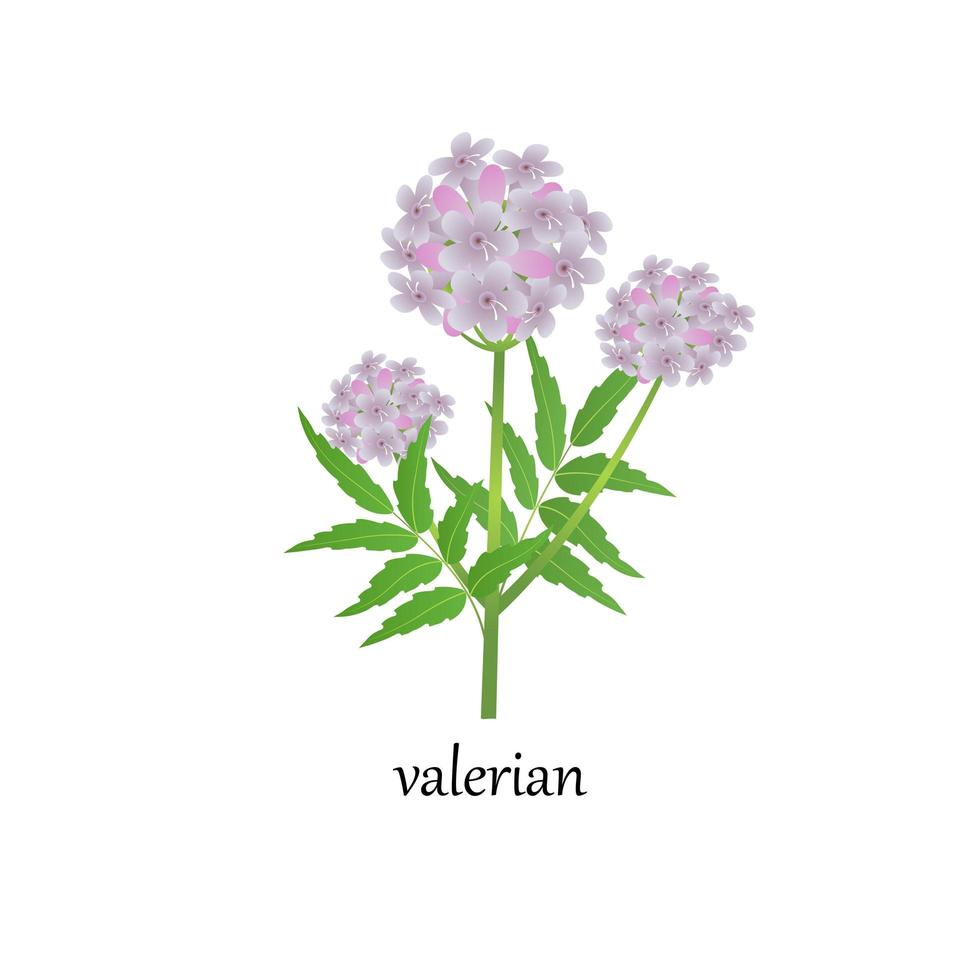 Vector illustration of a sprig of blooming valerian, a medicinal plant, isolated on a white background.