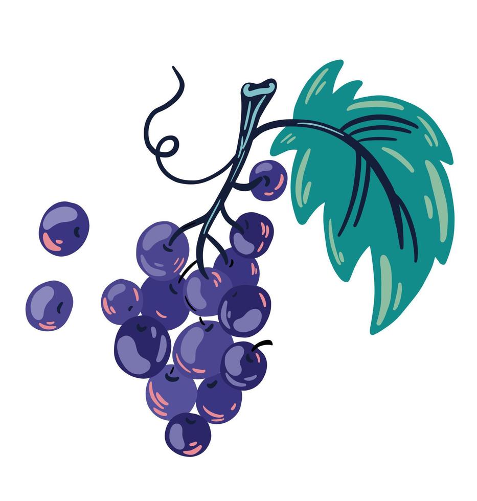 Bunch of grapes. Sweet fruits and berries. Veganism, vegetarianism, raw food diet, proper nutrition. Hand Drawn Cartoon Vector illustration.