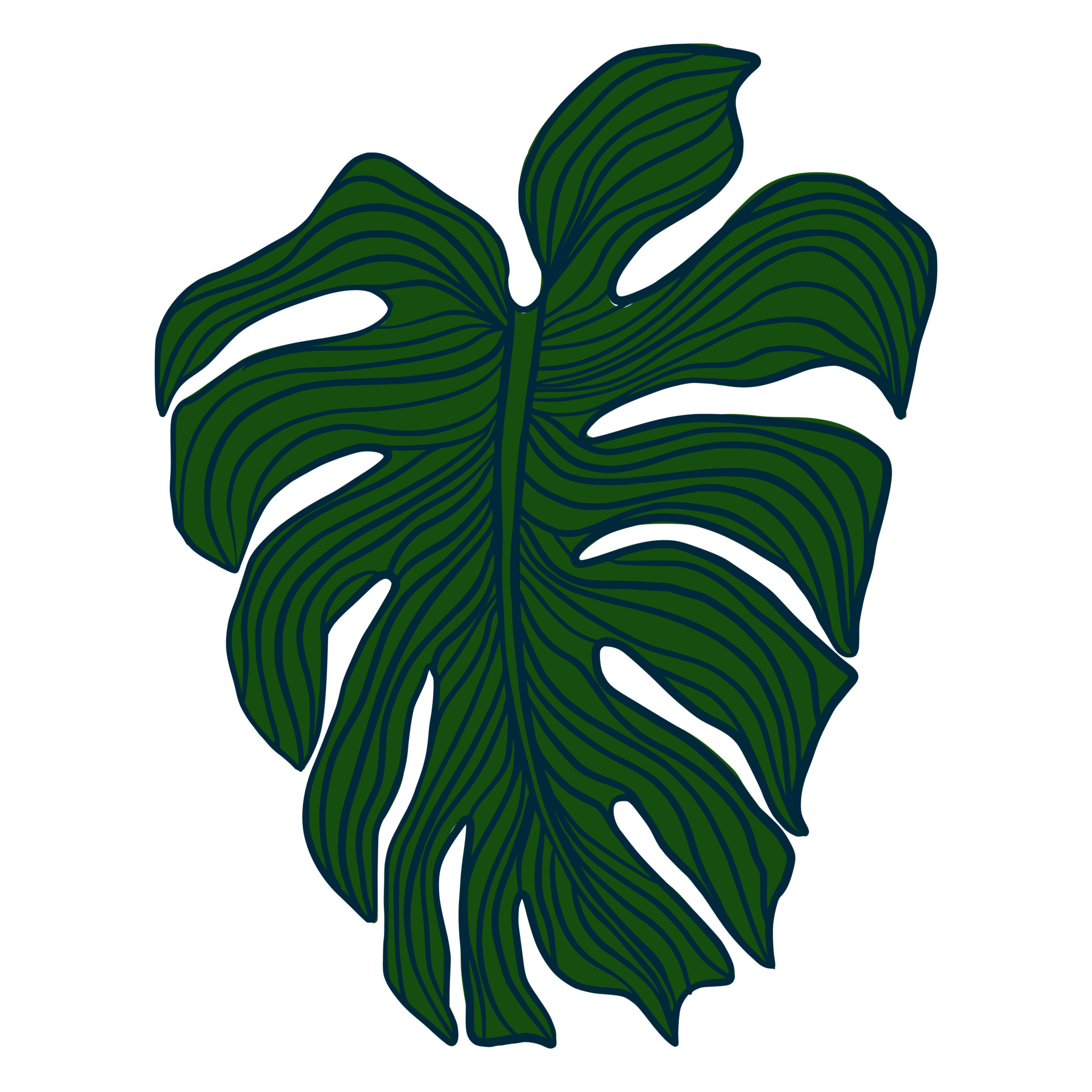 Outline monstera plant leaves. Tropical palm leaf element. 5618646 ...