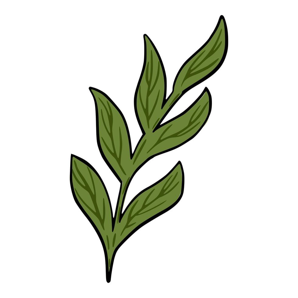 Hand drawn branch with leaves vector