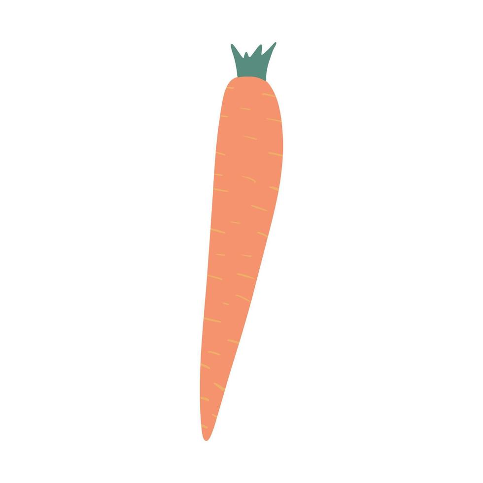 Carrot in doodle style isolated on white background. Hand drawn vegetable. vector