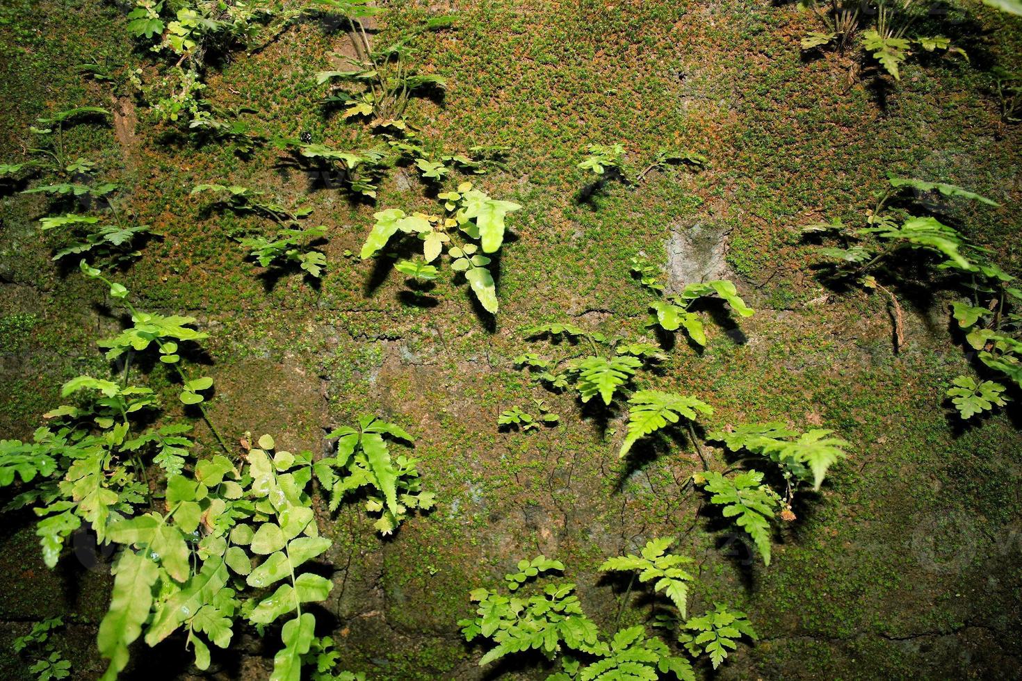 Green Grass on the Wall photo