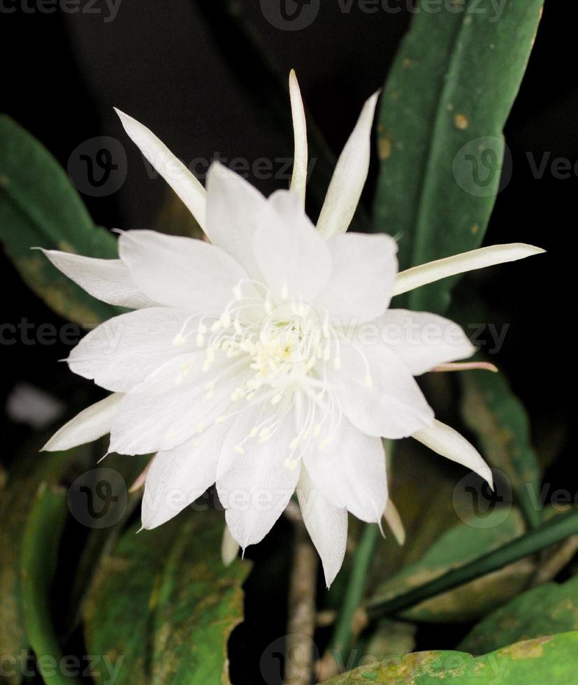 Wijaya Kusuma flower that is blooming in white color with a leaf background photo