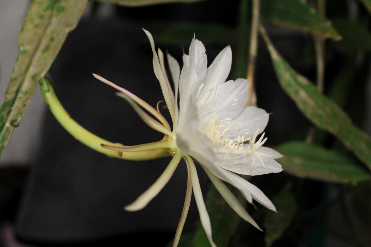 Wijaya Kusuma flower that is blooming in white color photo