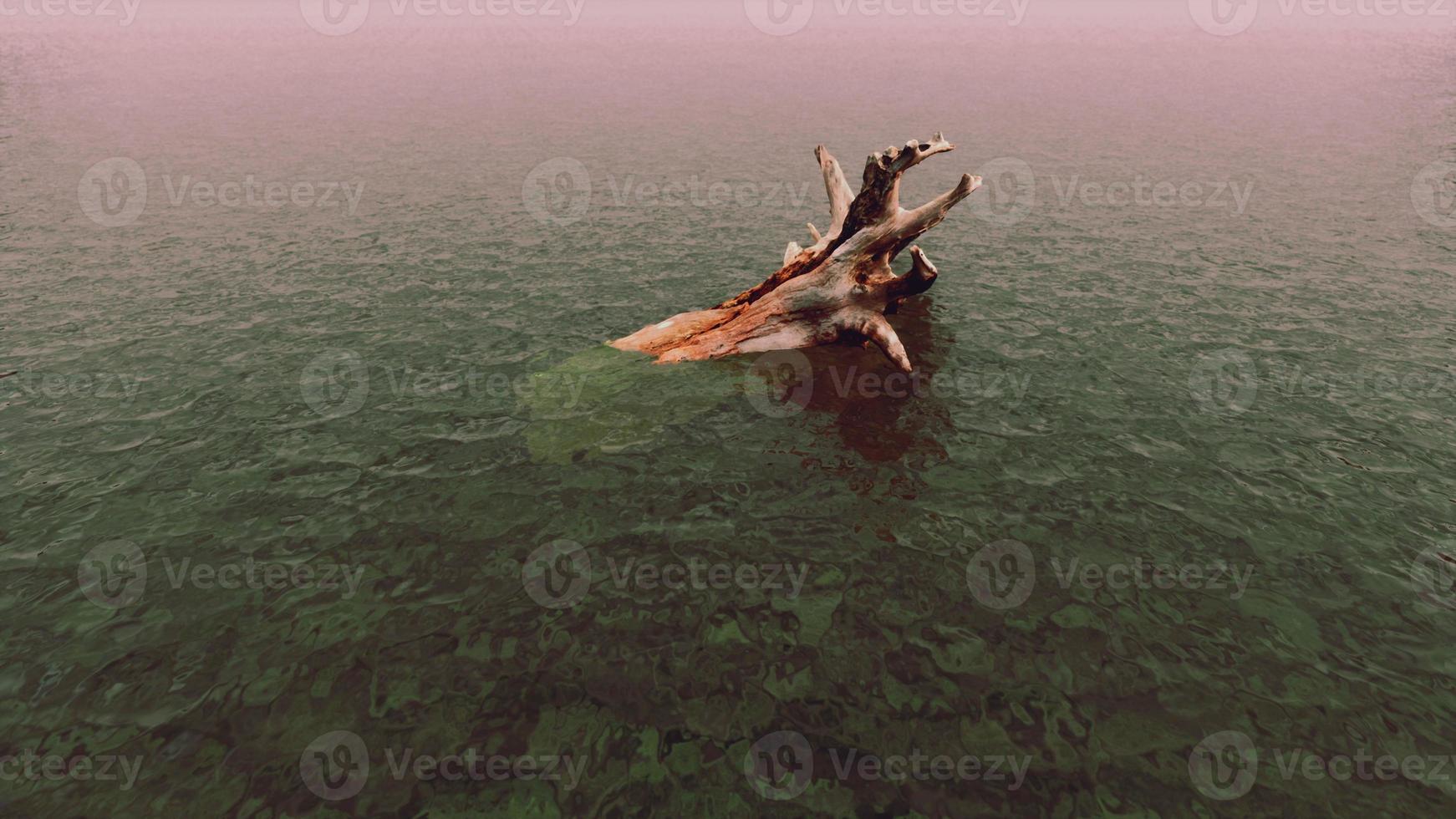 dead tree branches and trunk in the sea photo
