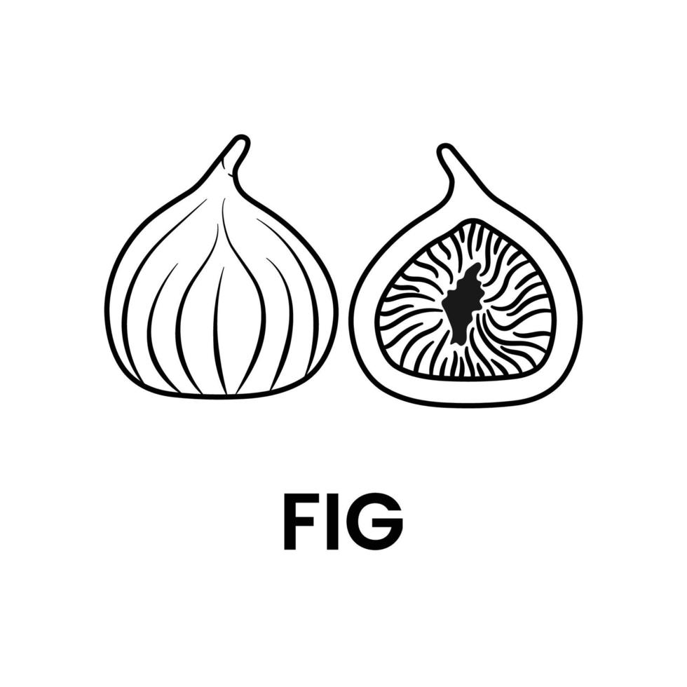 Figs Outline Logo Icon on White Background vector