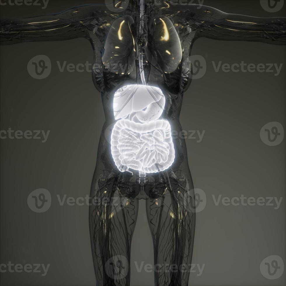 3d illustration of human digestive system parts and functions photo