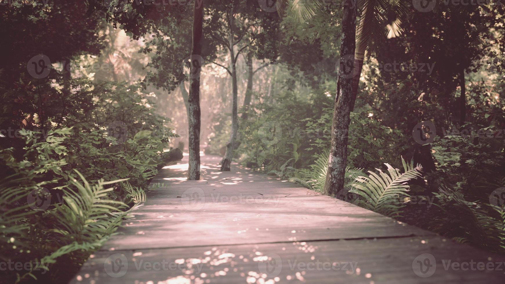 camino peatonal de madera que atraviesa un hermoso bosque otoñal foto