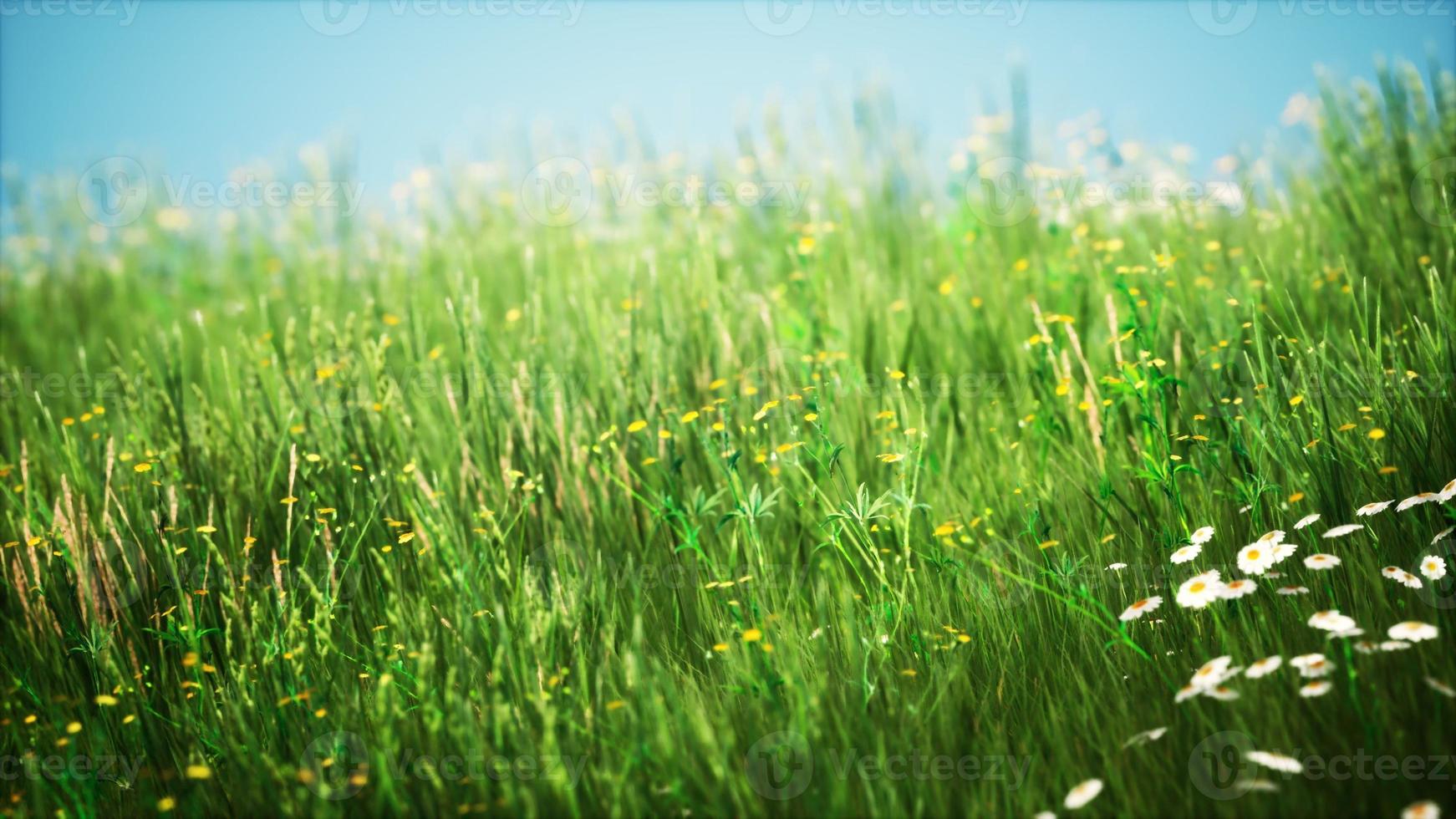 campo con hierba verde y flores silvestres al atardecer foto