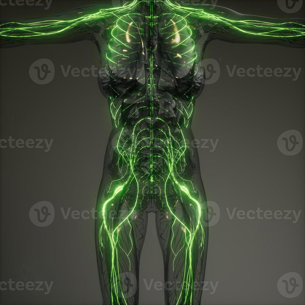 Human Neurology System Radiology Exam photo