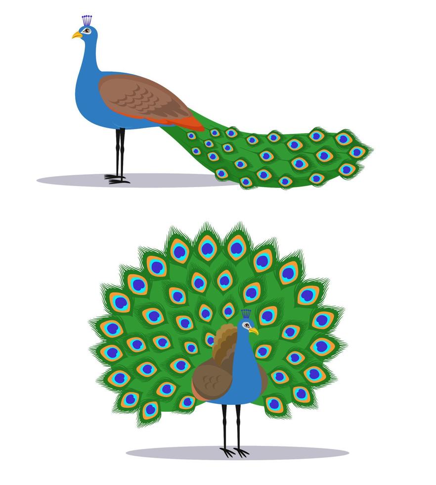 diseño de imágenes prediseñadas de vector de pavo real