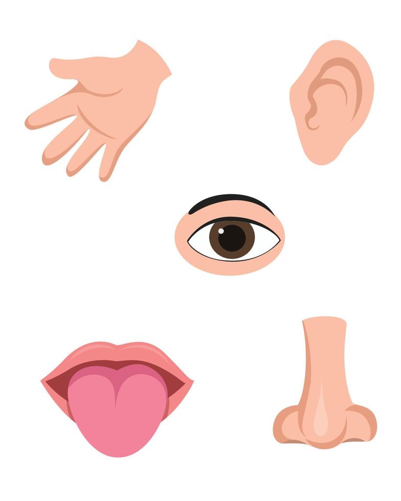 Five senses vector clipart set