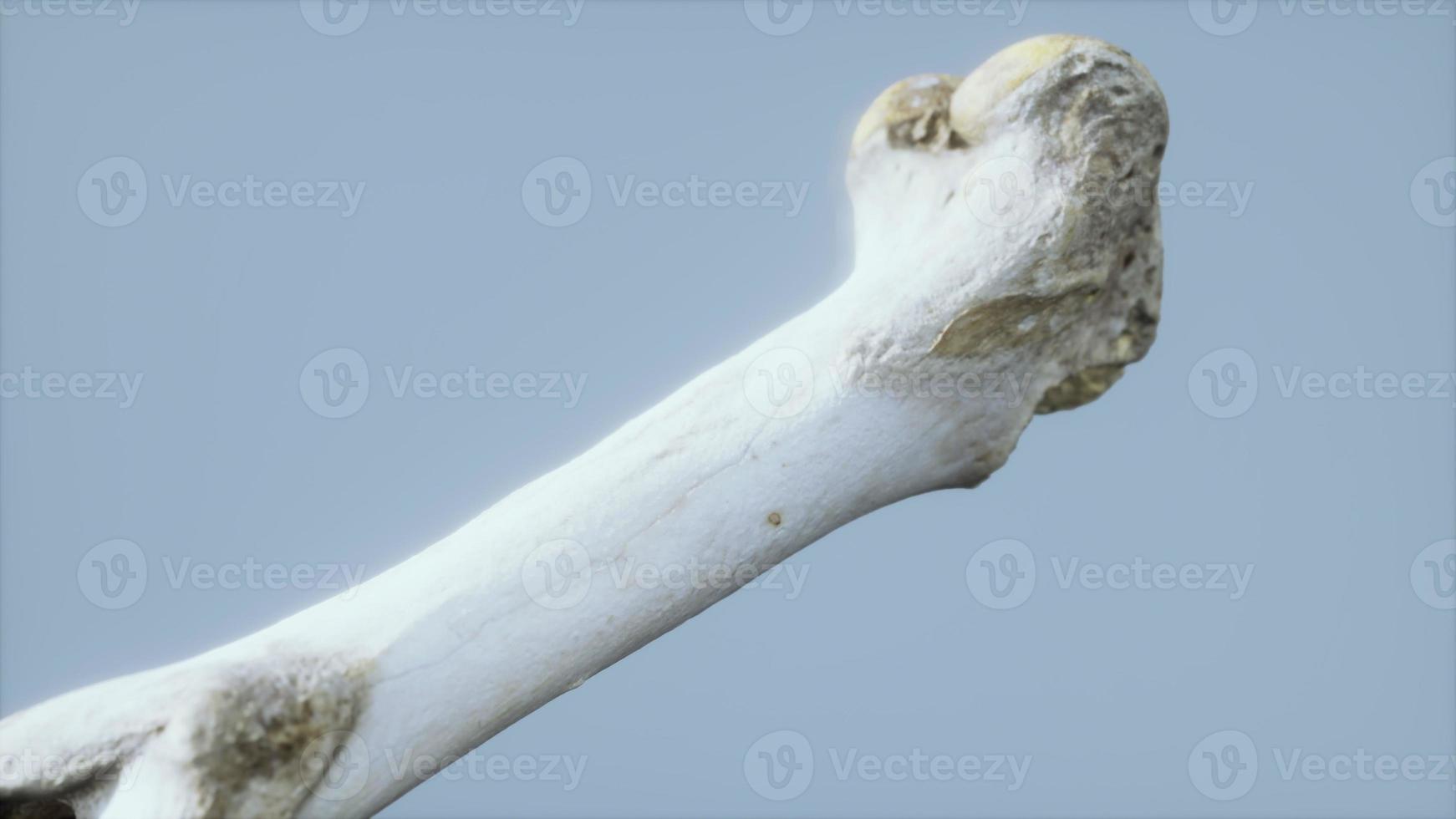 The leg bone of an big animal photo