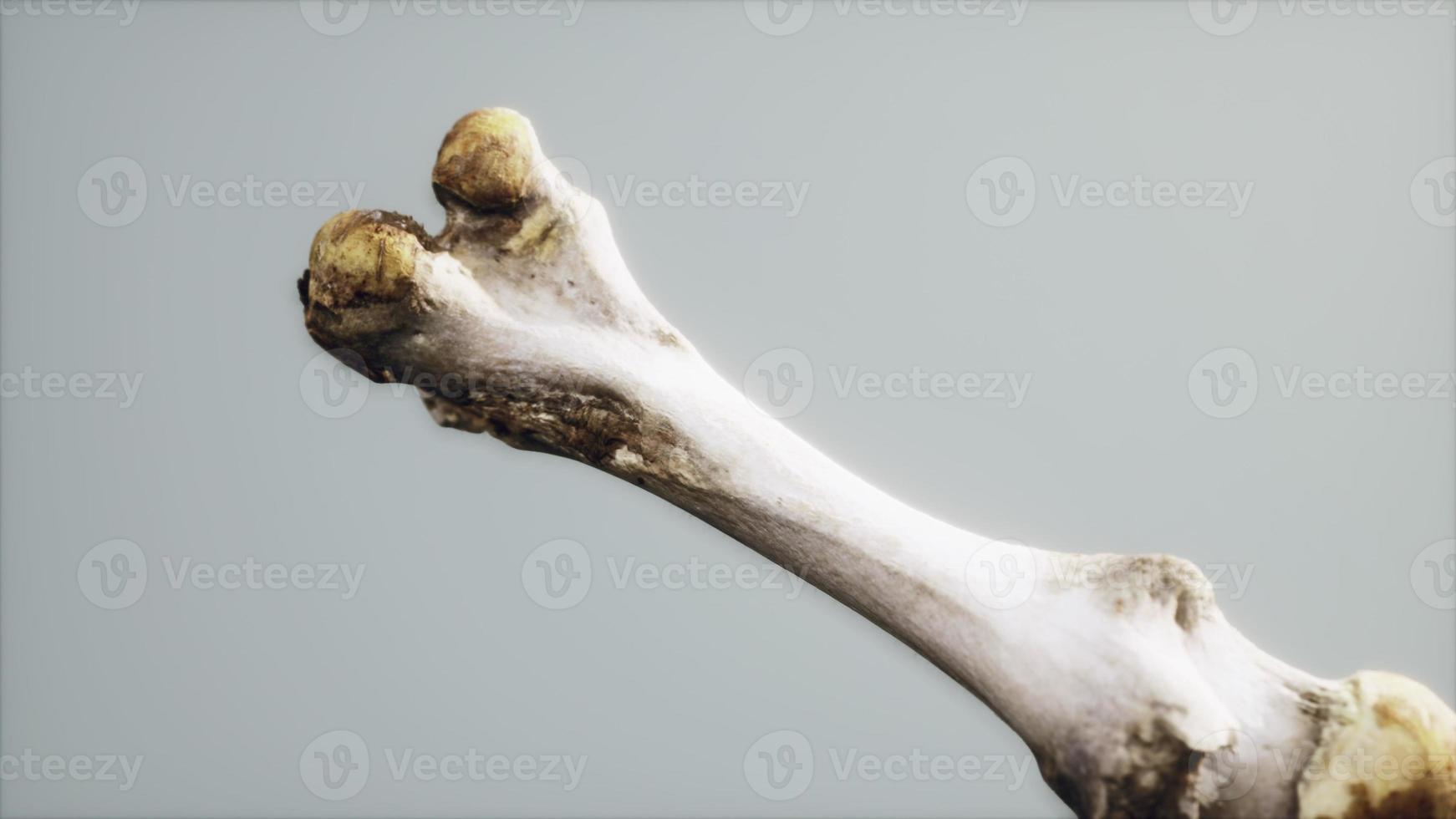 The leg bone of an big animal photo