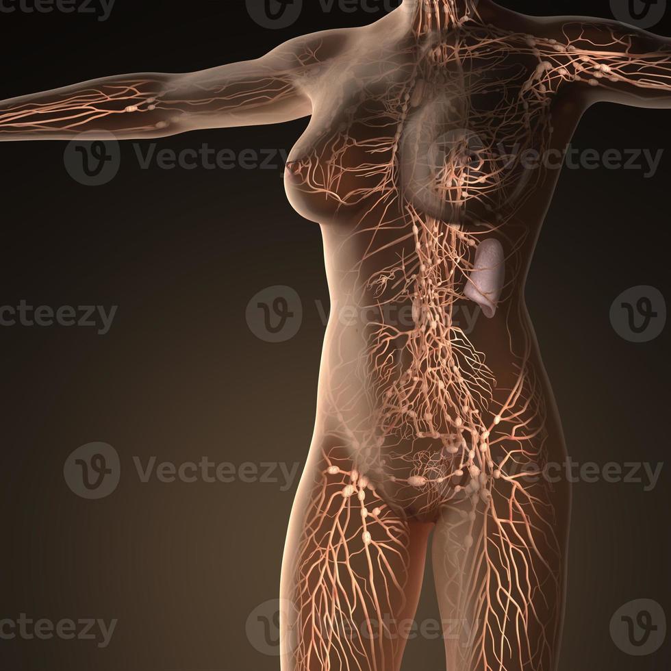 Human limphatic system with bones in transparent body photo