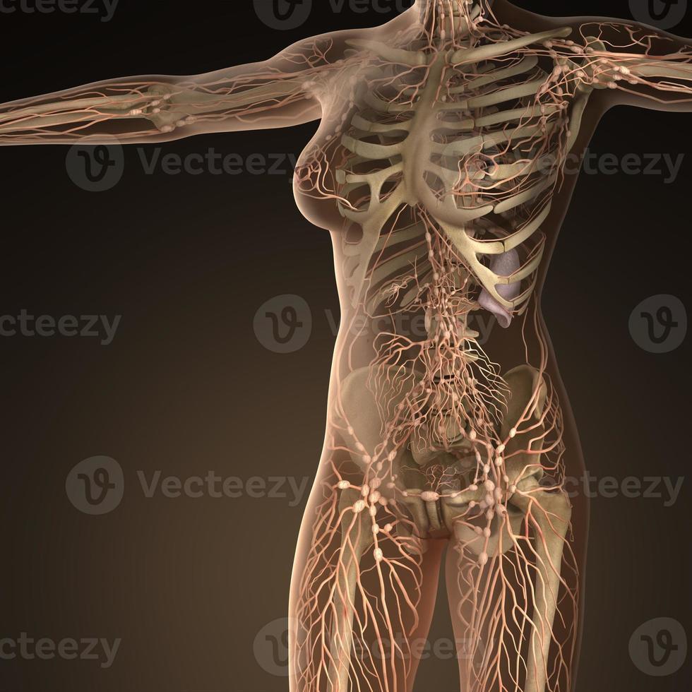 Human limphatic system with bones in transparent body photo