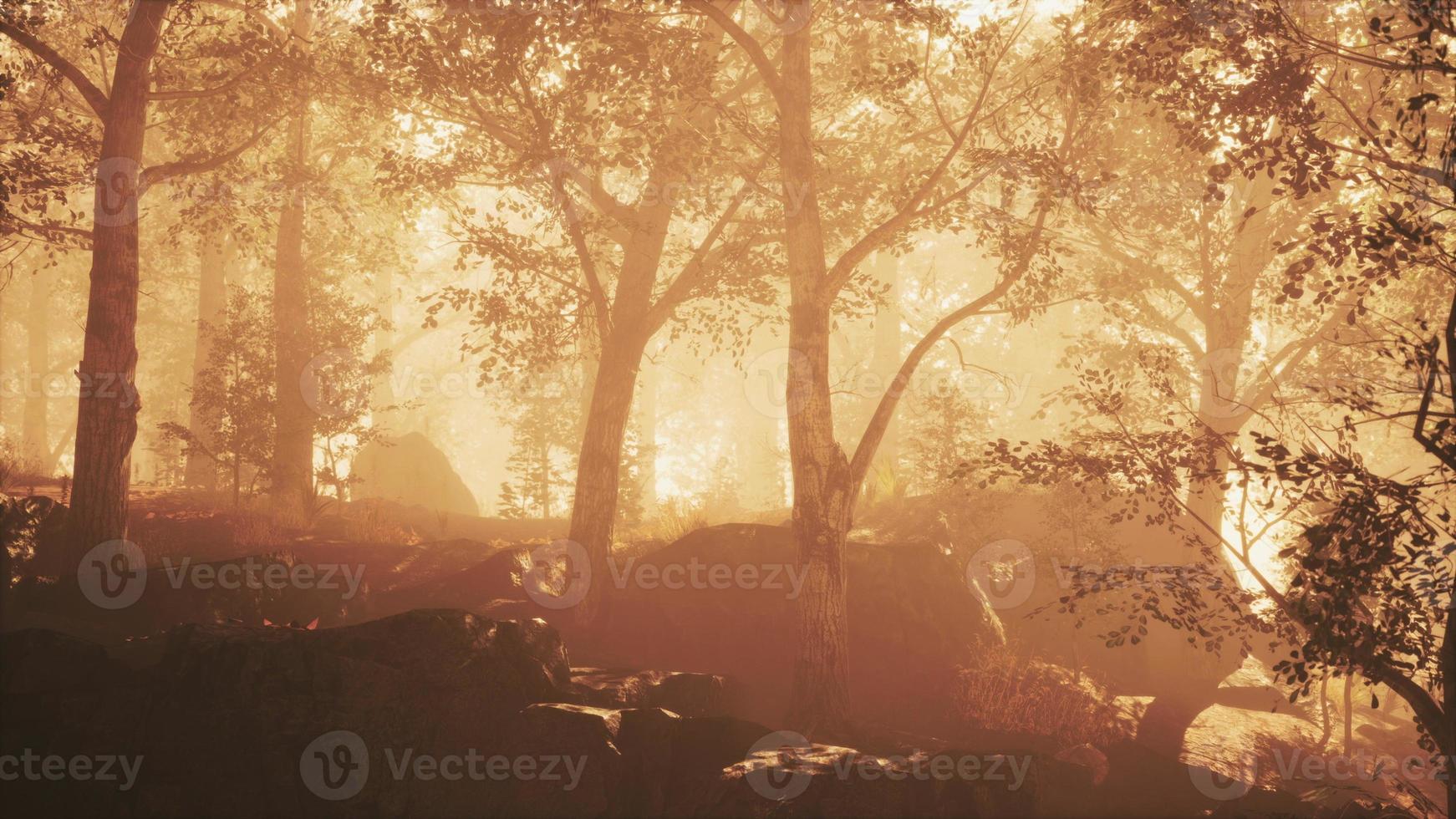Sun beams pour through trees in foggy forest photo