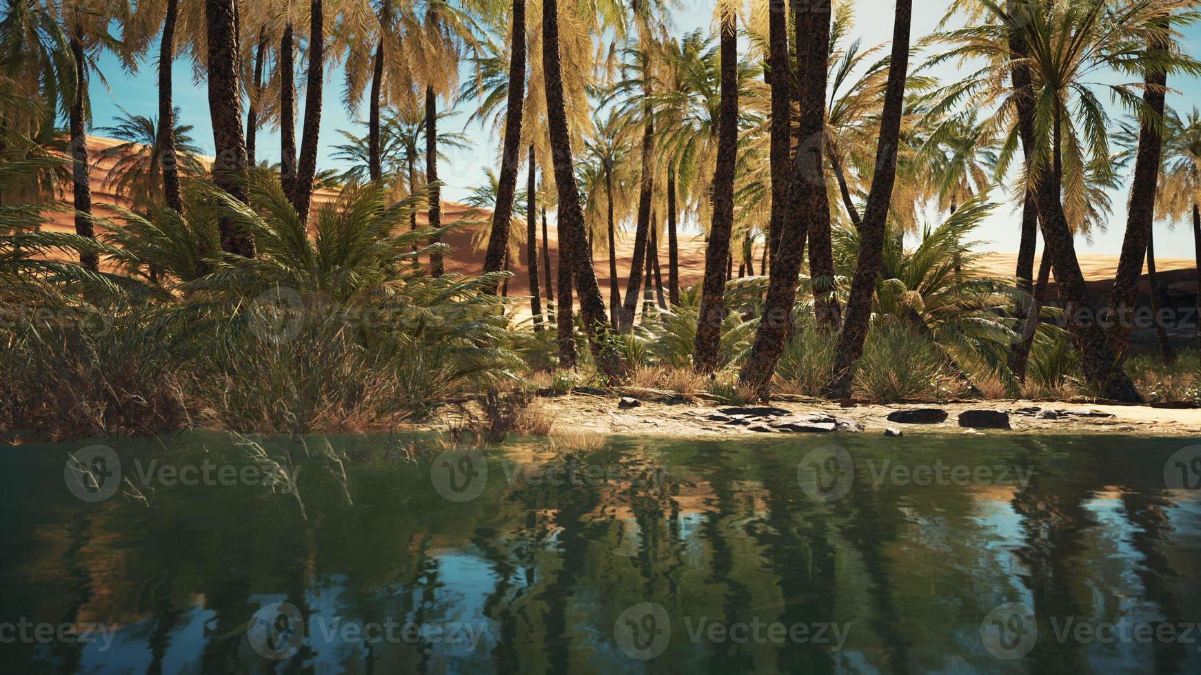 Green oasis with pond in Sahara desert photo