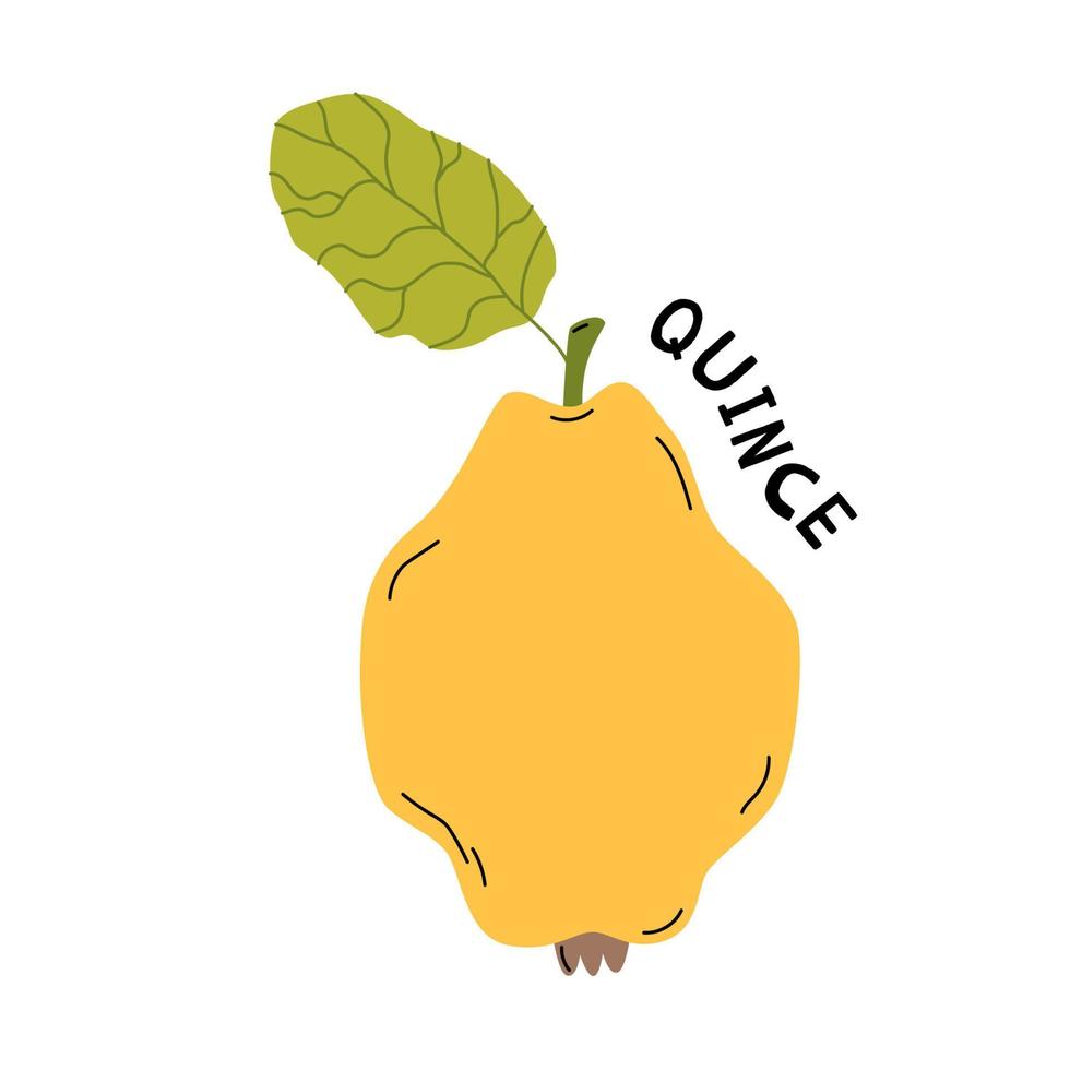Quince apple, tropical organic fruit for print, stickers, poster and banner. Vector illustration in cartoon style.