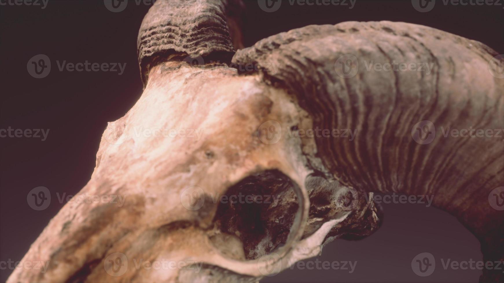 large old ram skull rotate photo