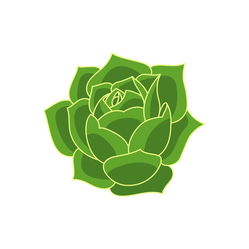 Succulent echeveria greenovia in cartoon style. Vector illustration plant hand drawn. Green isolated element on white background.