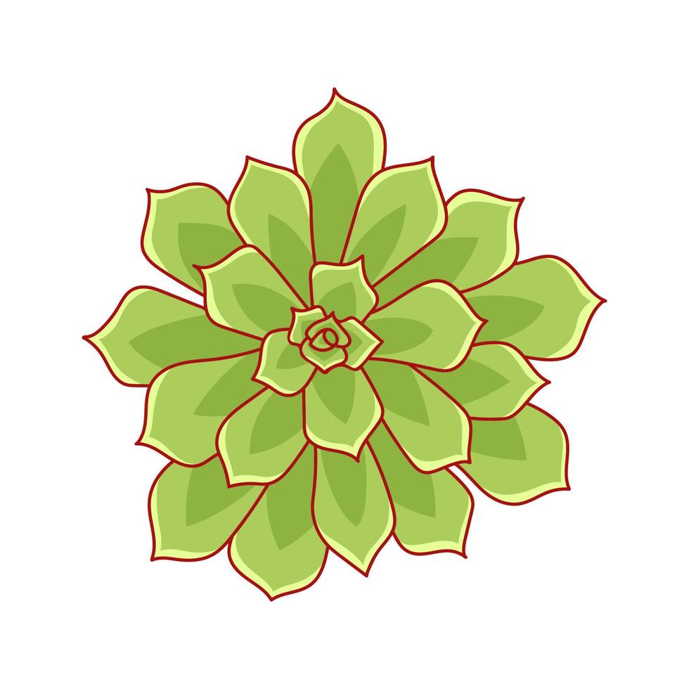 Succulent echeveria pulidonis in cartoon style. Desert flower green rose. House plant for print and design. Vector illustration, isolated element on a white bakcground