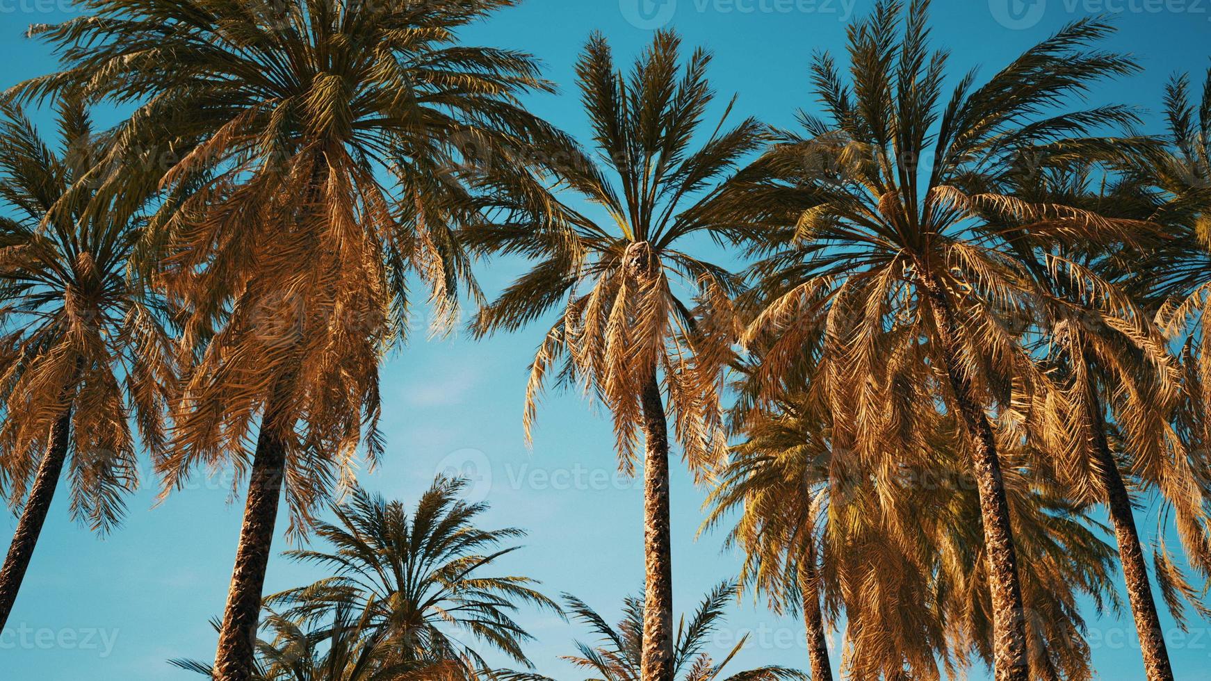 Exotic tropical palm trees at summer view from bottom up to the sky photo