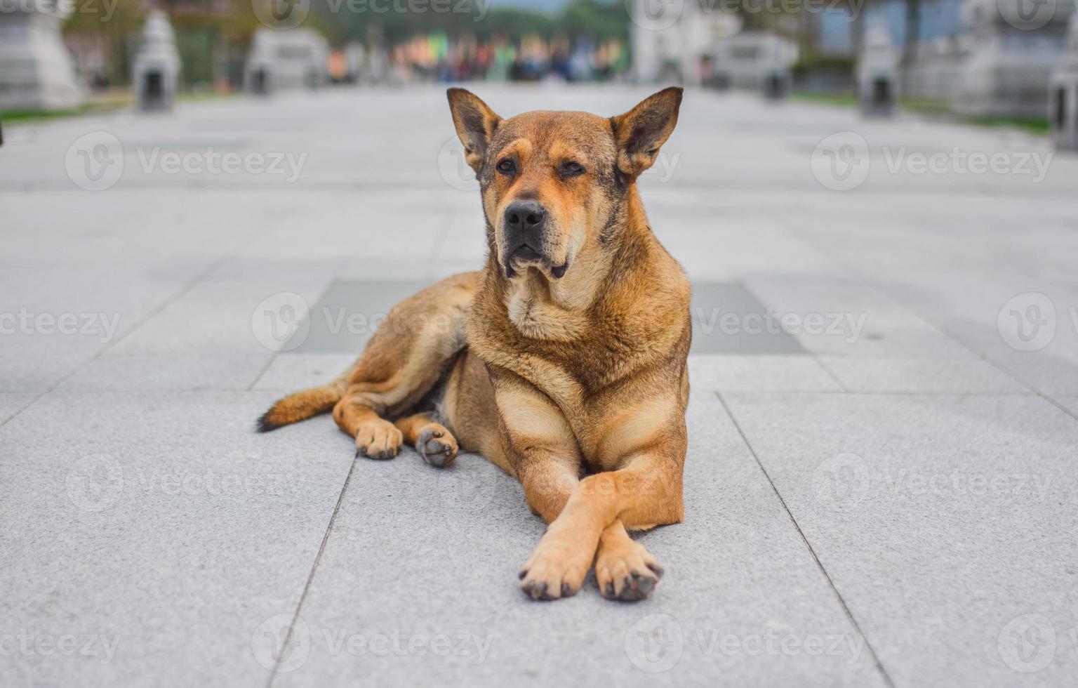 perro calle mascota animal viejo foto