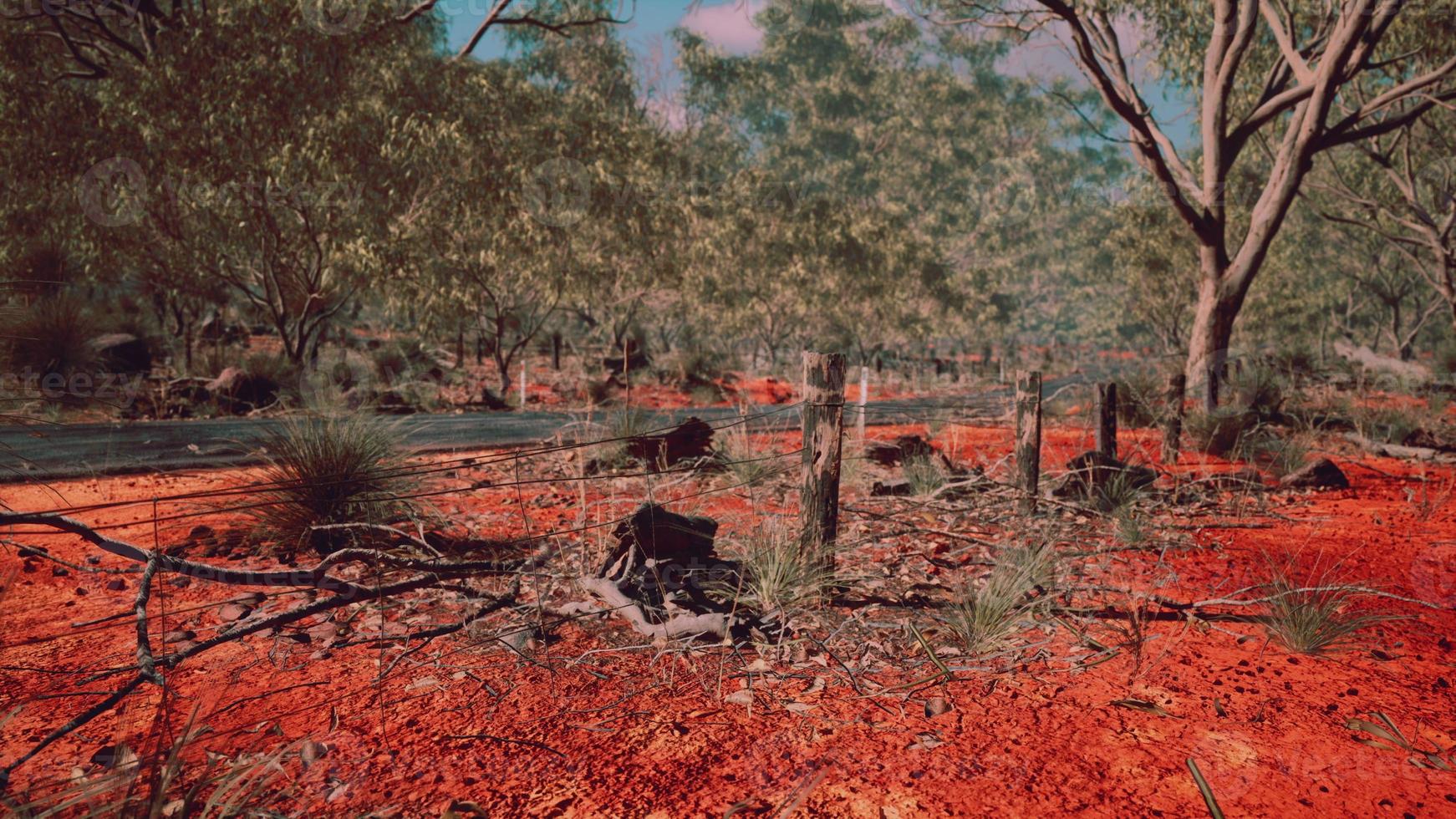 australian bush with trees on red sand photo