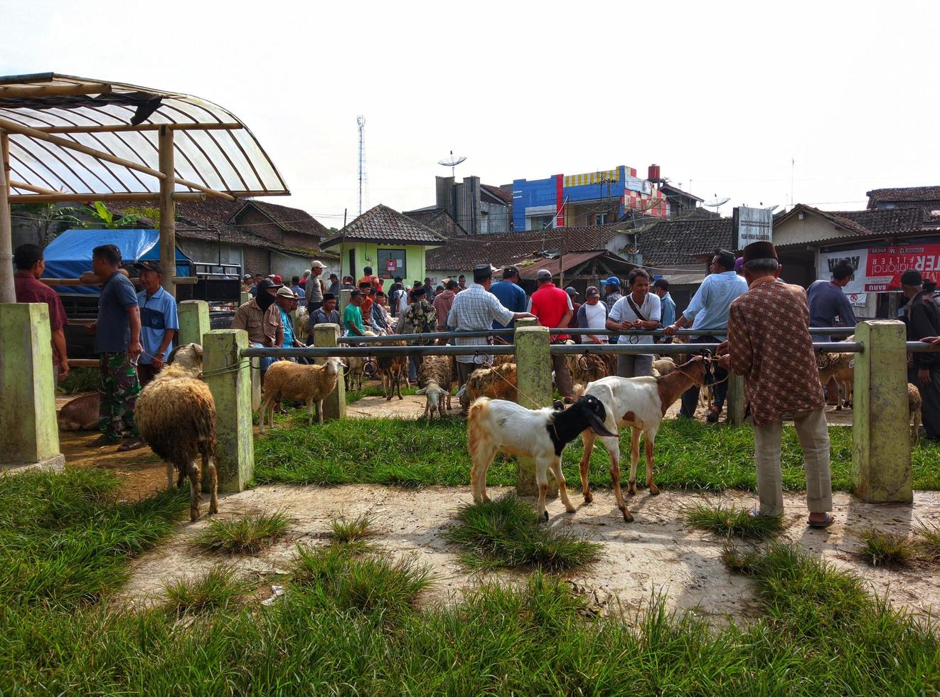 Magelang, 9 February 2022, goat market photo