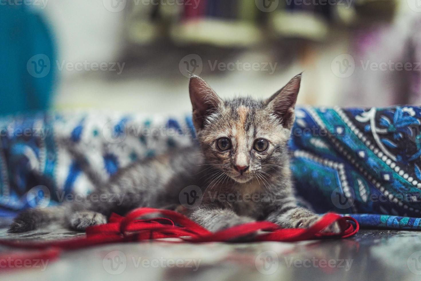 A mid shot of a cute little cat playing with a red rope. photo