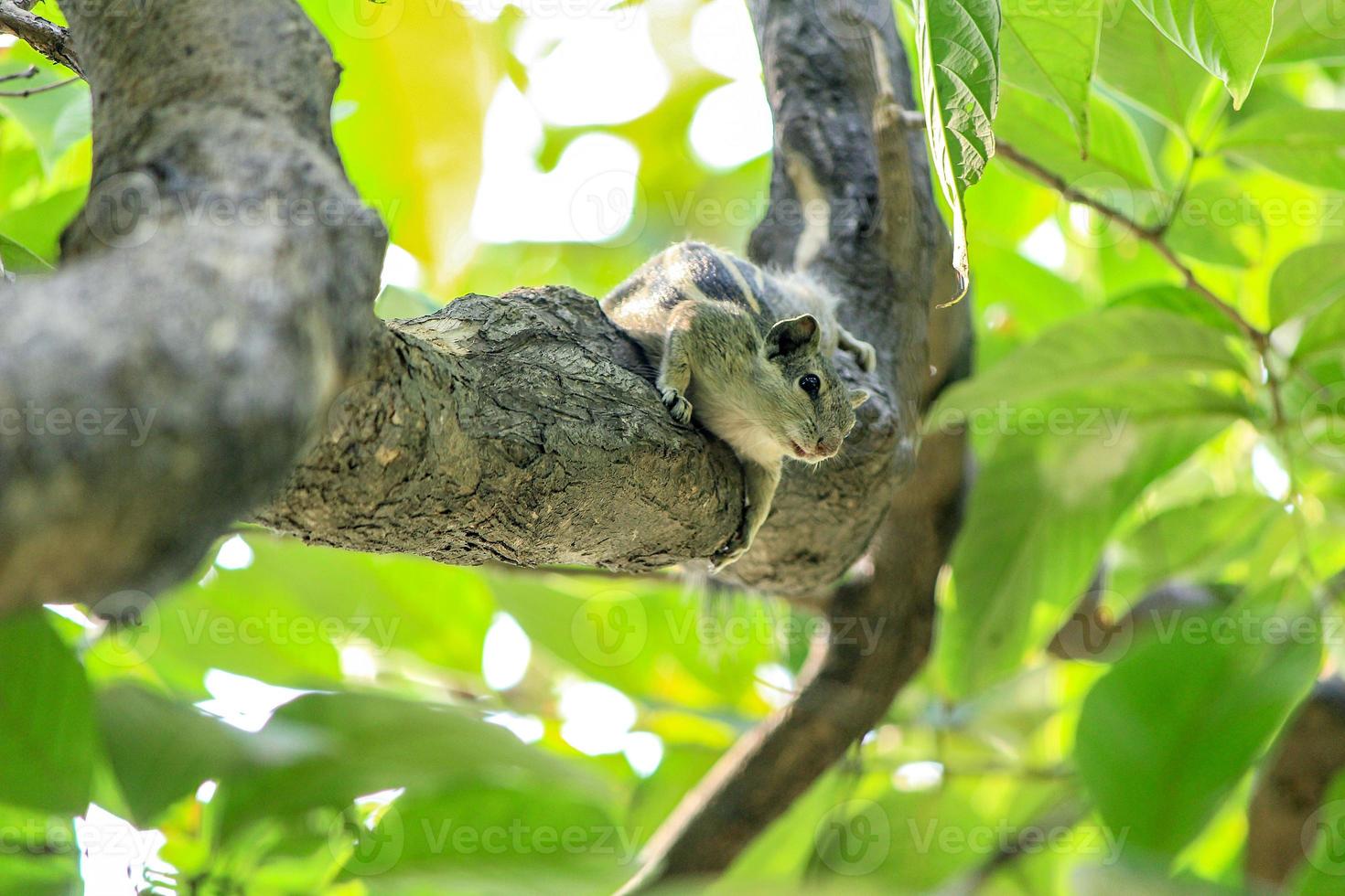 cute squirrel on a branch of a tree photo