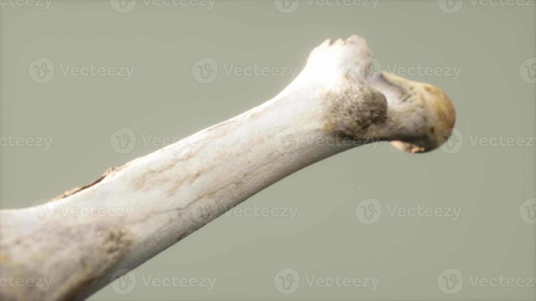 The leg bone of an big animal photo