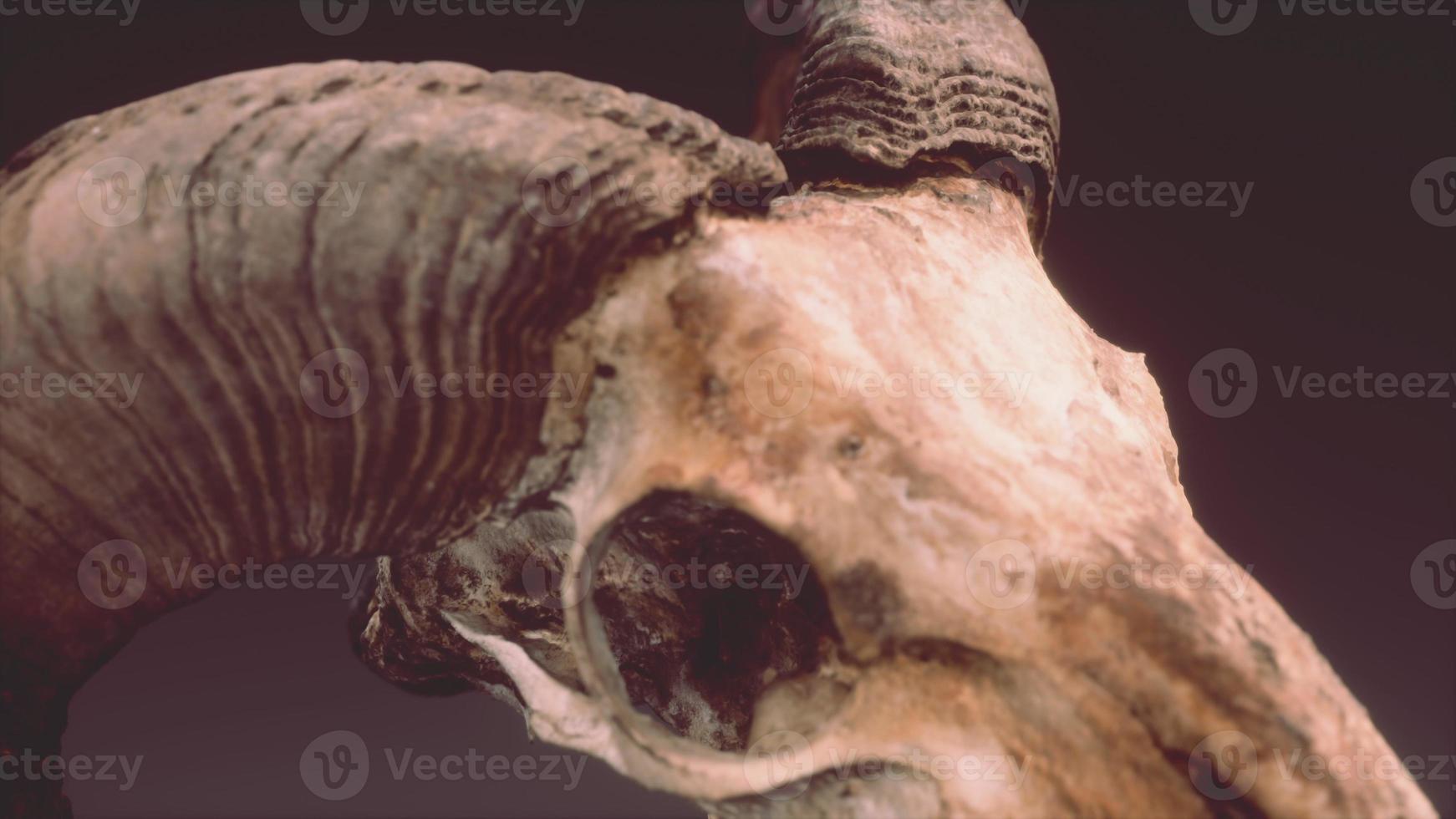 gran viejo cráneo de carnero rotar foto