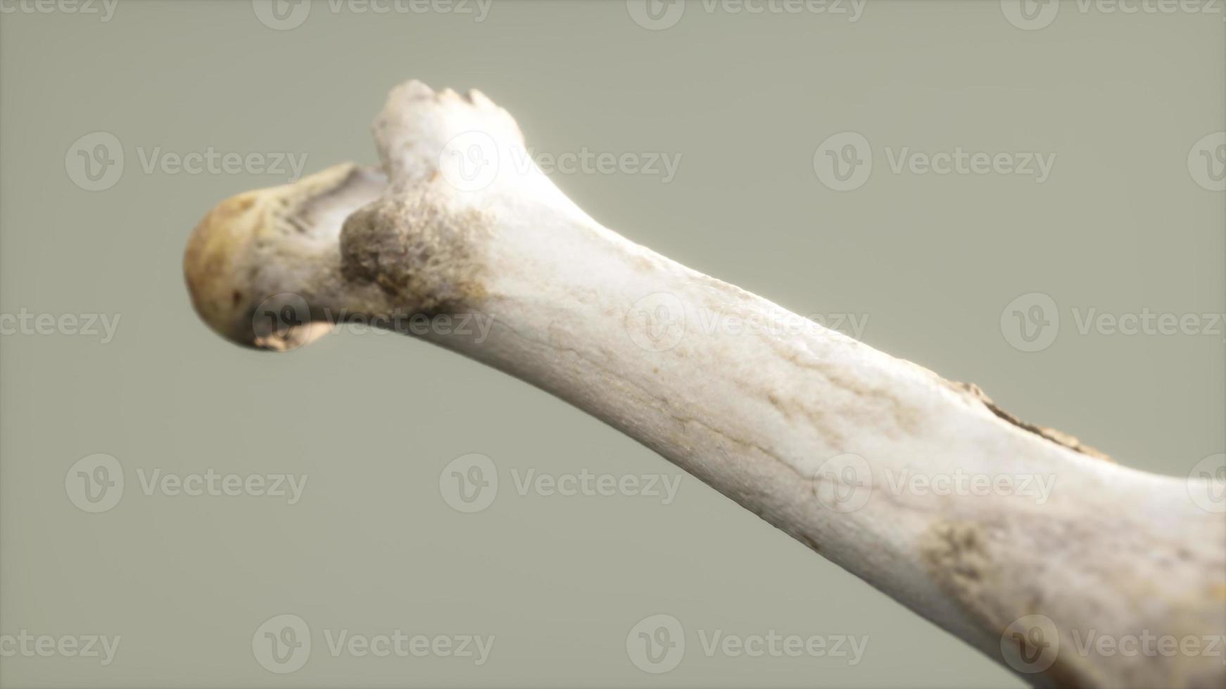 The leg bone of an big animal photo