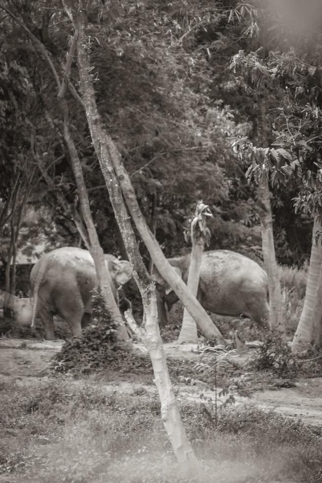 elefantes asiáticos para montar en el parque de la selva tropical koh samui tailandia. foto