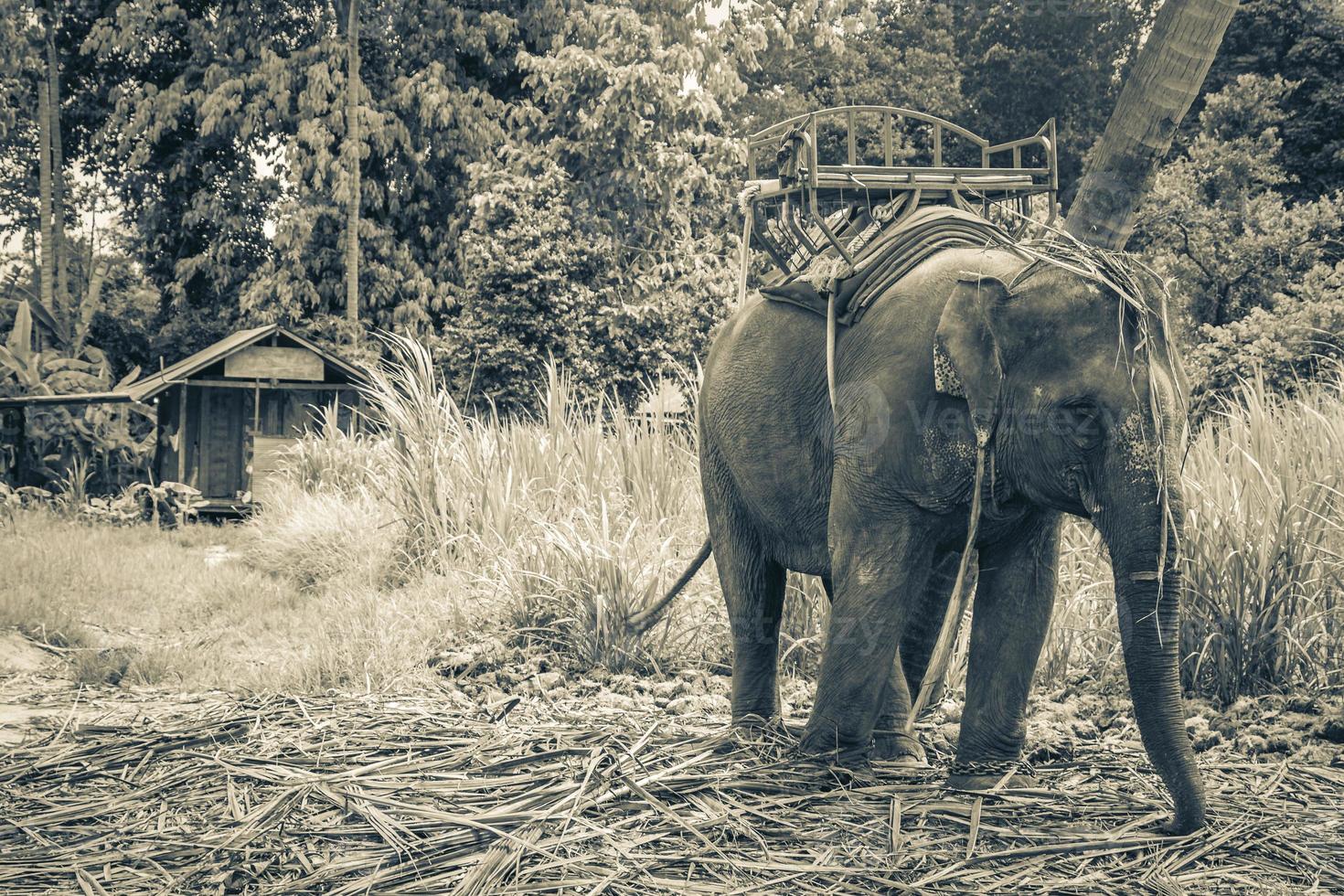 elefantes asiáticos para montar en el parque de la selva tropical koh samui tailandia. foto