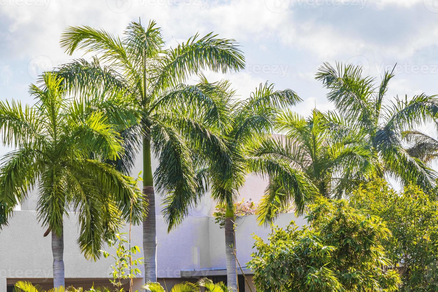 Tropical palm trees with cloudy sky Playa del Carmen Mexico. photo