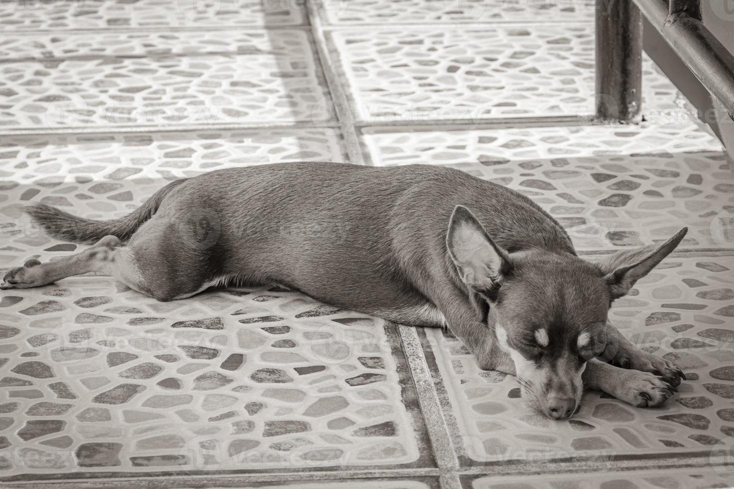 Russian toy terrier dog portrait while tired and sleeps Mexico. photo