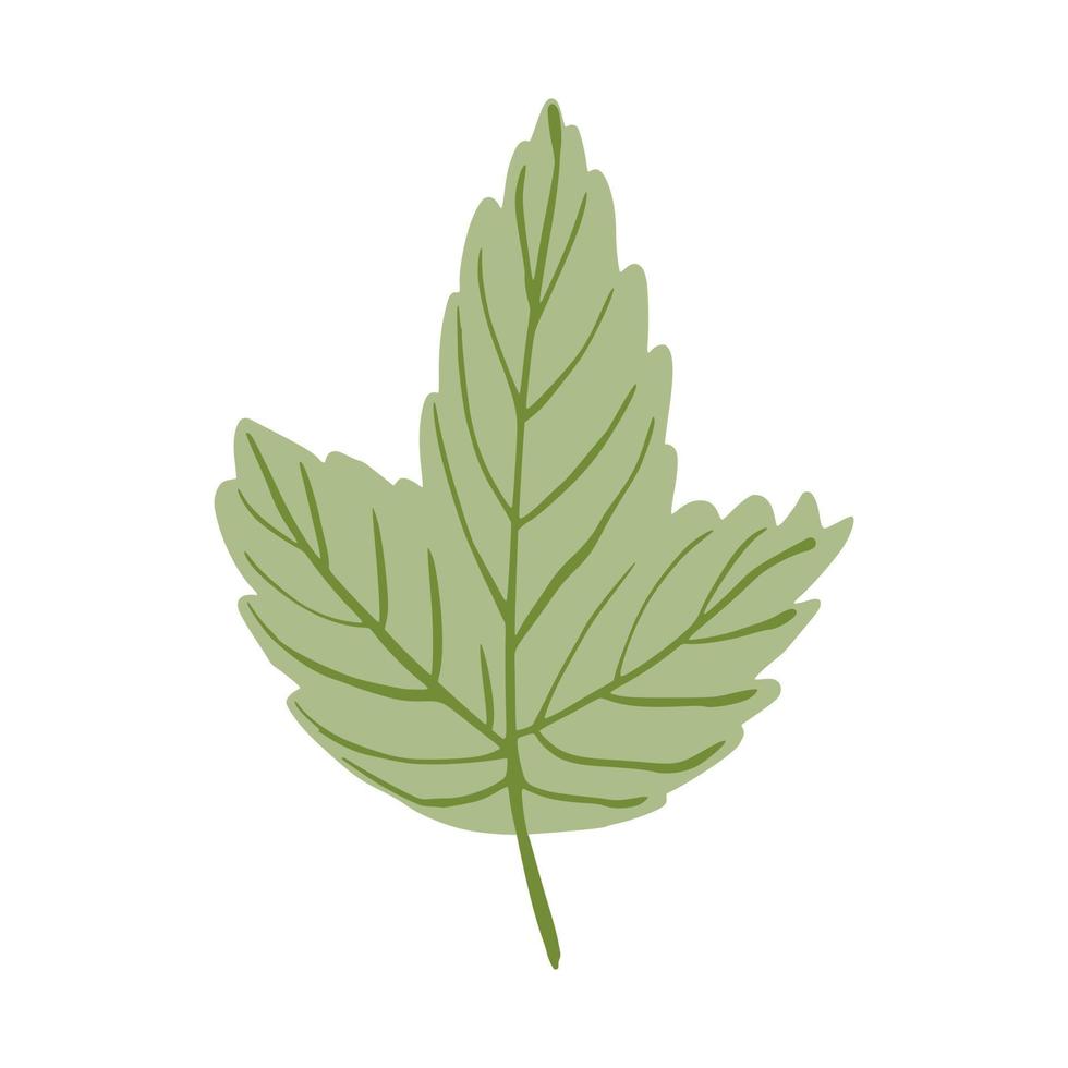 hoja verde aislada sobre fondo blanco. hermoso icono dibujado a mano natural. vector