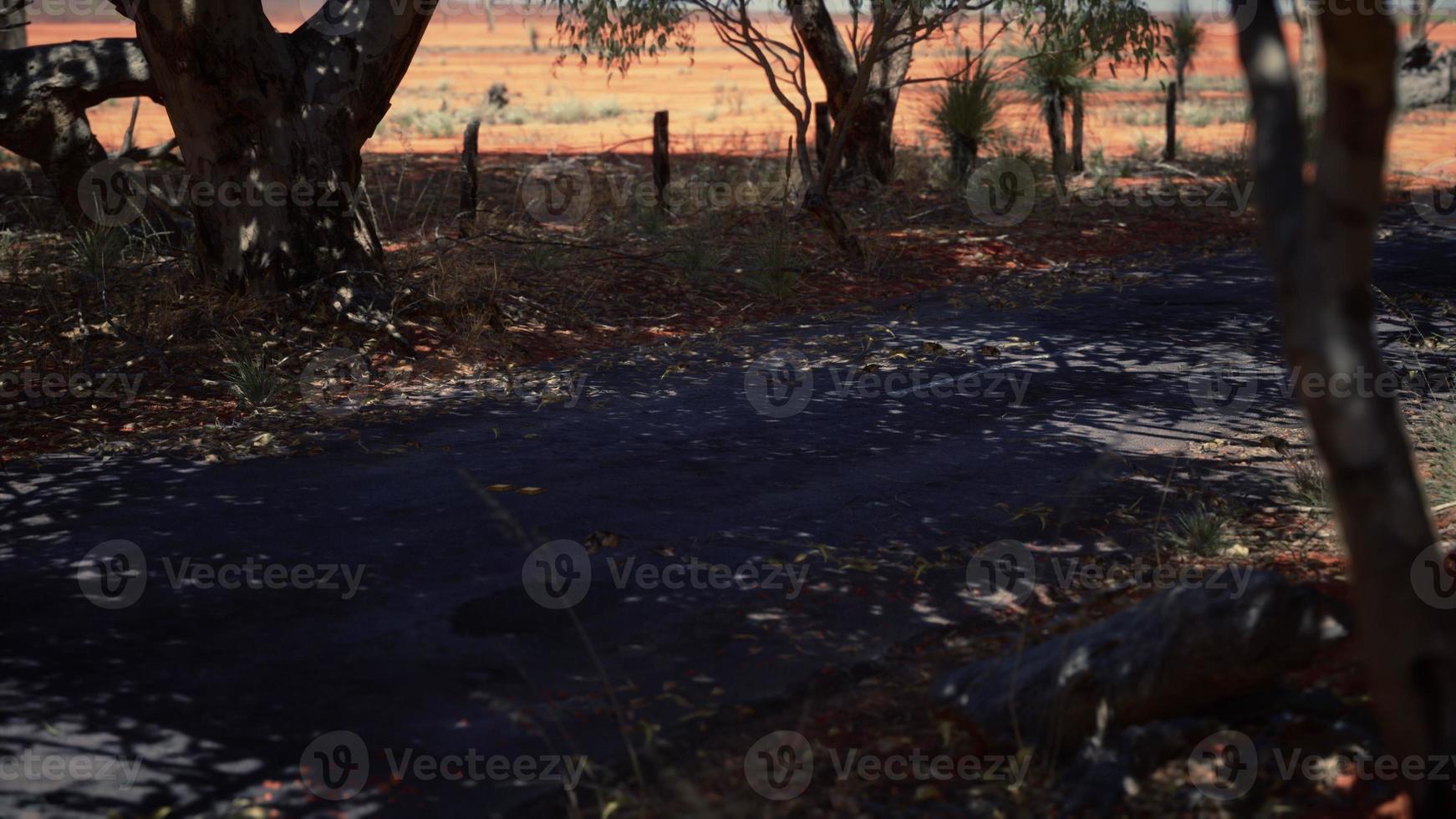 outback road with dry grass and trees photo